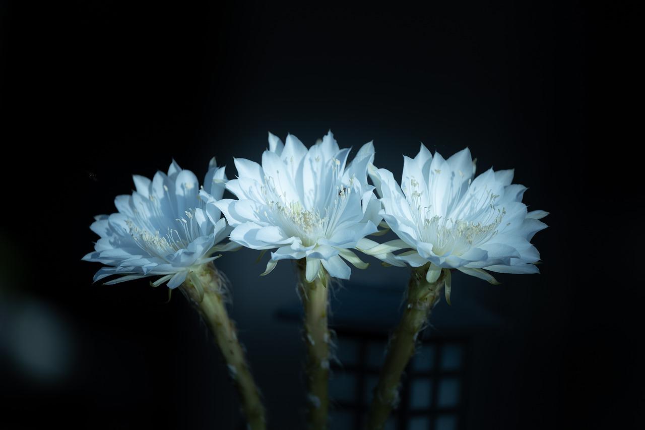 Białe kwiaty kaktusa wielanocnego na ciemnym tle