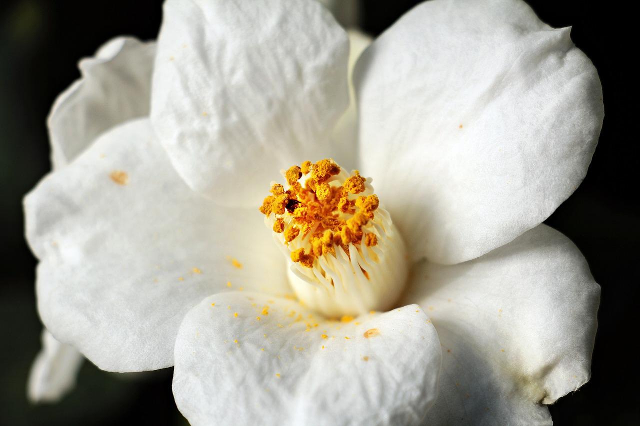 Biały kwiat kamelii japonskiej na czarnym tle