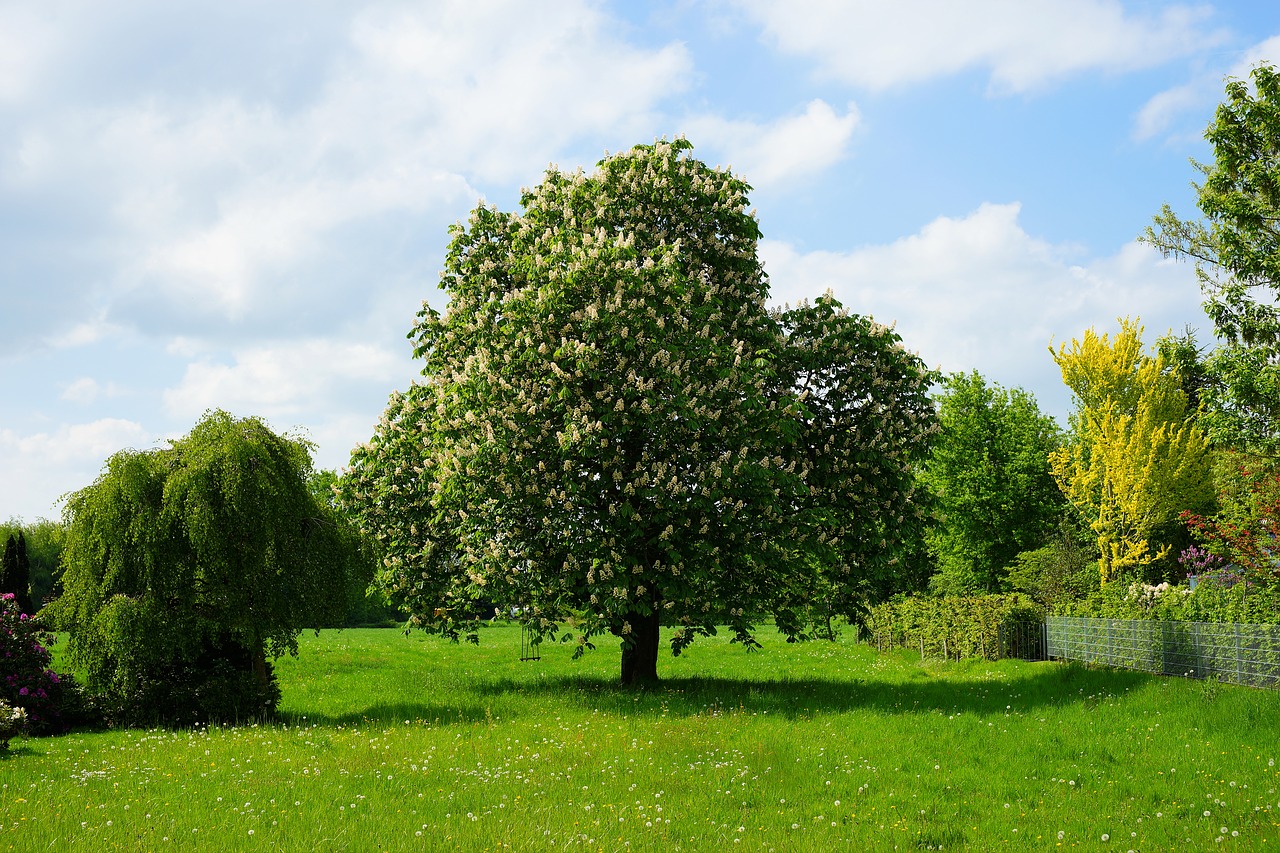 Wielkie zielone drzewo kasztanowca rosnące w centrum ogrodu wśród innych drzew 