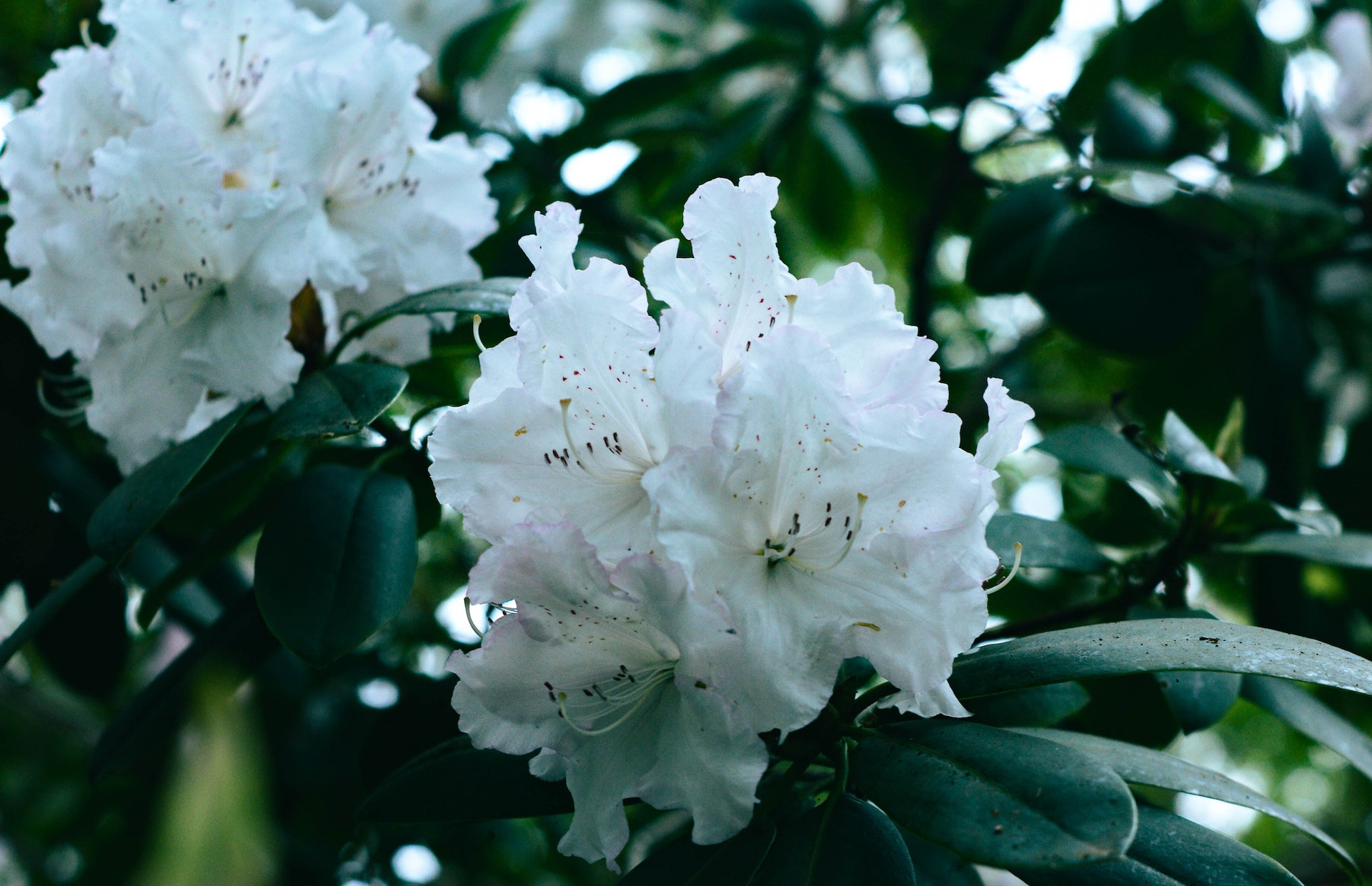 Białe kwiaty rododendrona rosną w ogrodzie