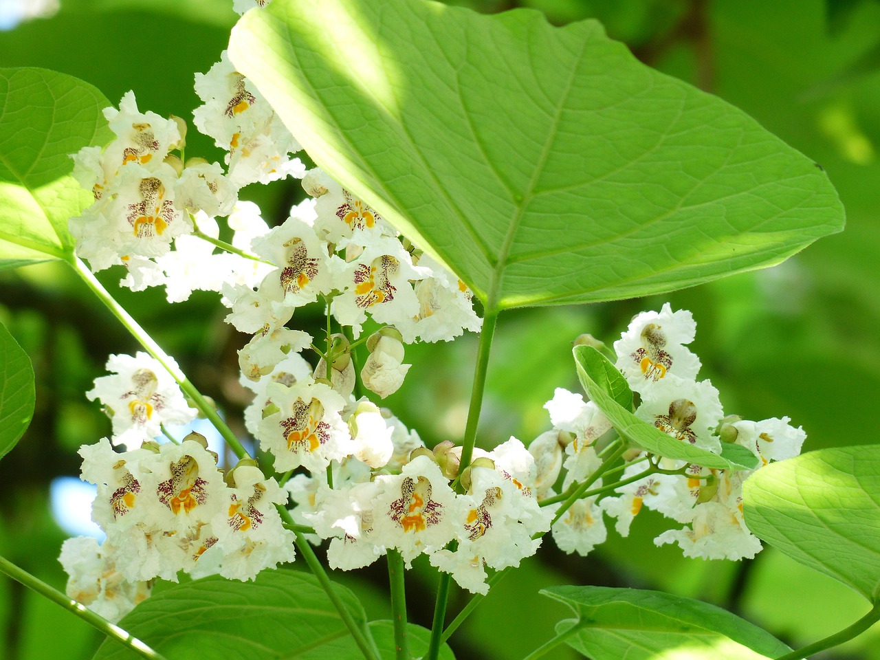 Białe kwiaty i zielone liście katalpy
