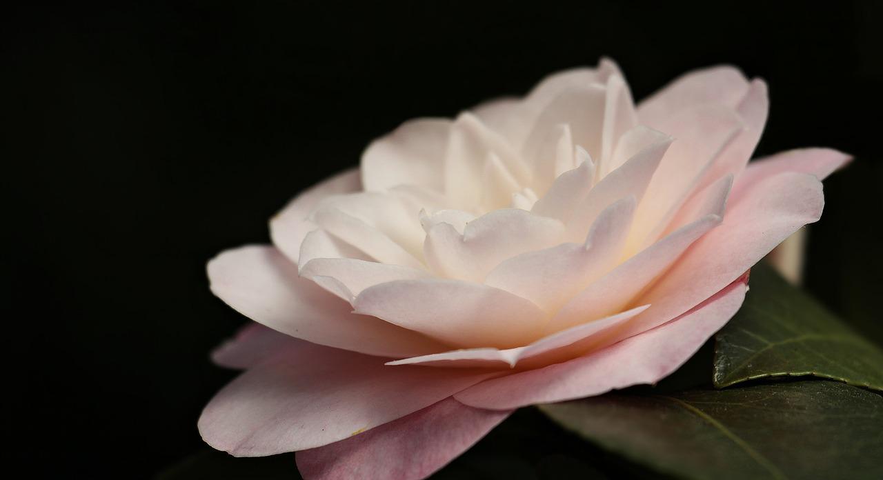 Jasno-różowy kwiat kamelii japońskiej na ciemnym tle