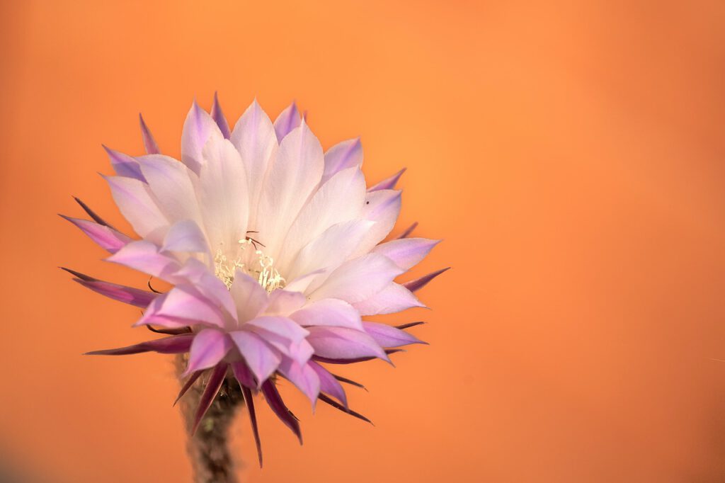 Kaktus wielkanocny – czy zawsze kwitnie na Wielkanoc i jak go pielęgnować