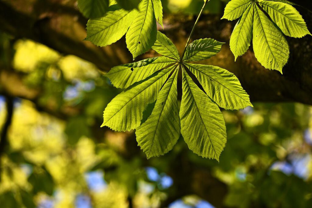 Drzewo kasztanowca – wszystko, co warto o nim wiedzieć