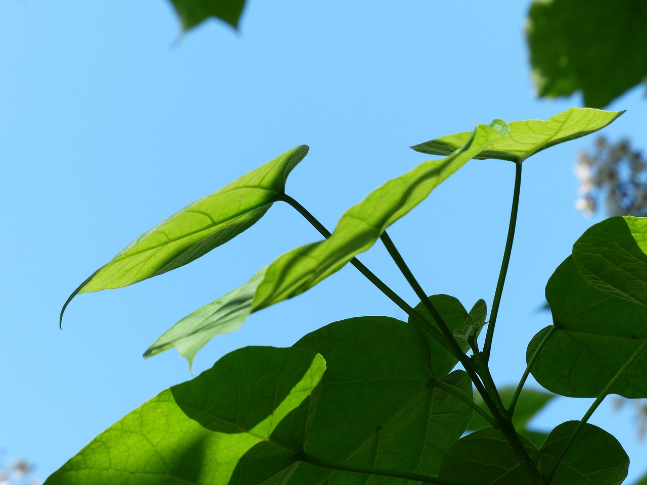 Zielone liście katalpy na tle niebieskiego nieba