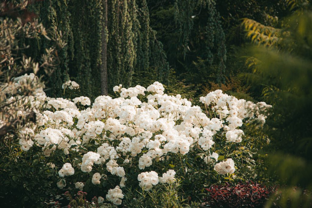 Białe piękno – najlepsze odmiany rododendronów