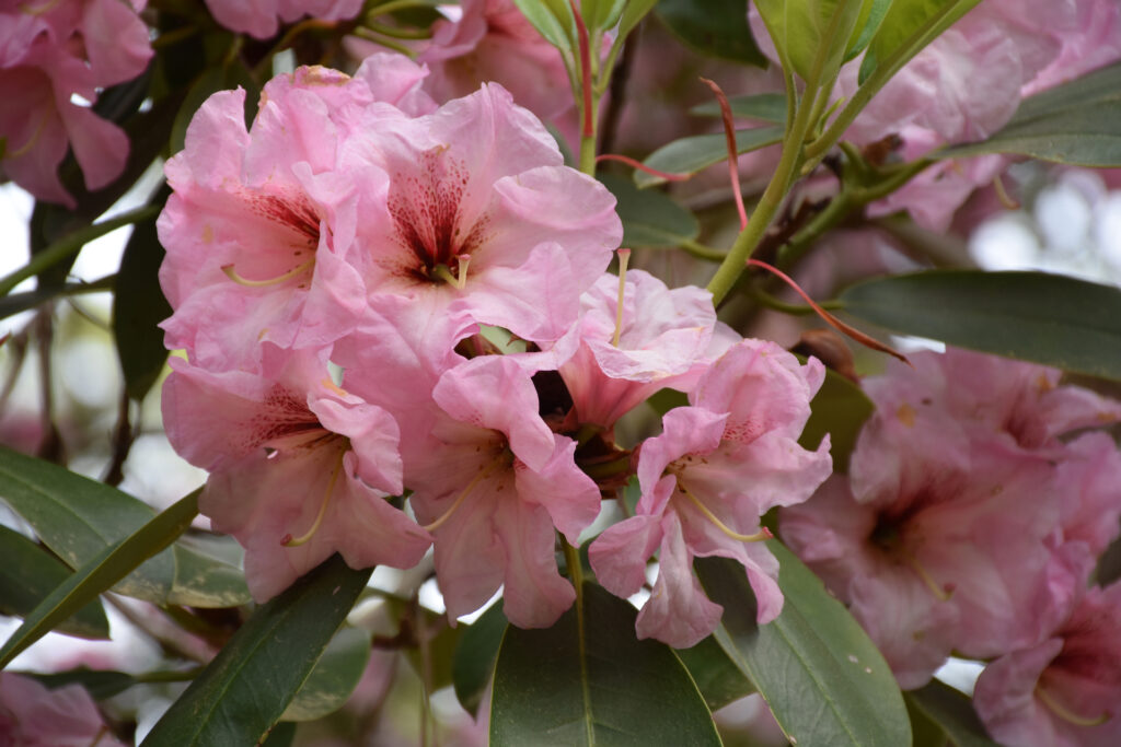 Rododendrony: kiedy najlepiej przesadzać i sadzić?